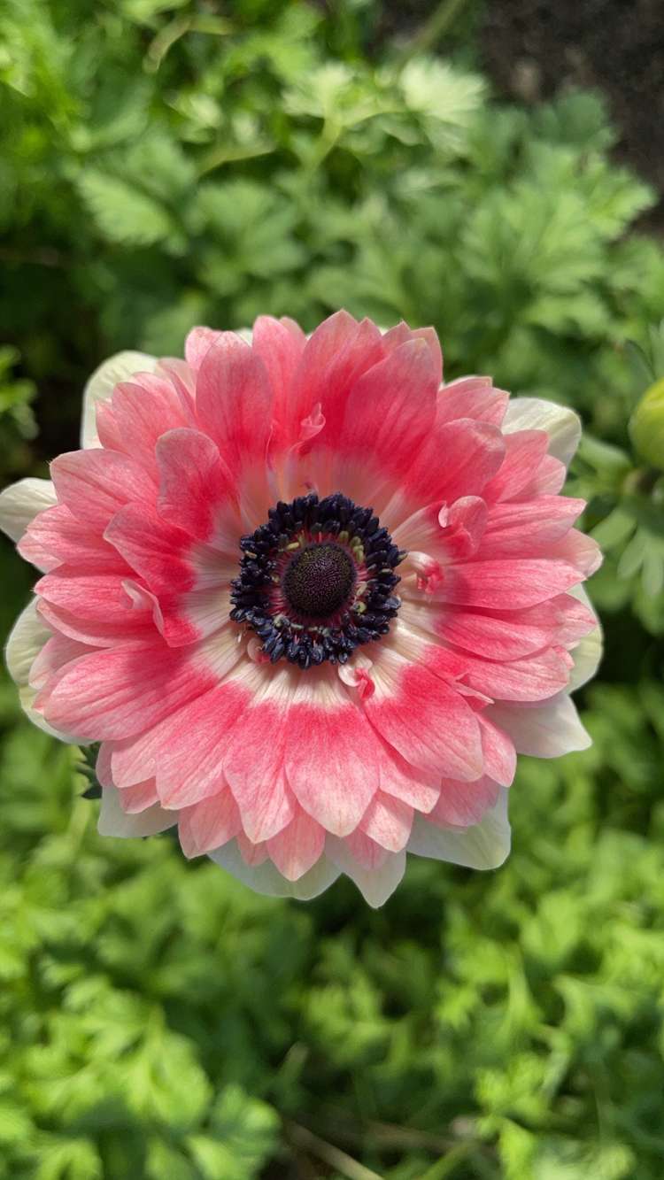 Anemone 'Fullstar Red & White'